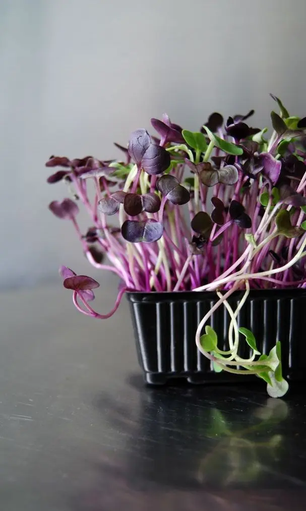 Microgreens