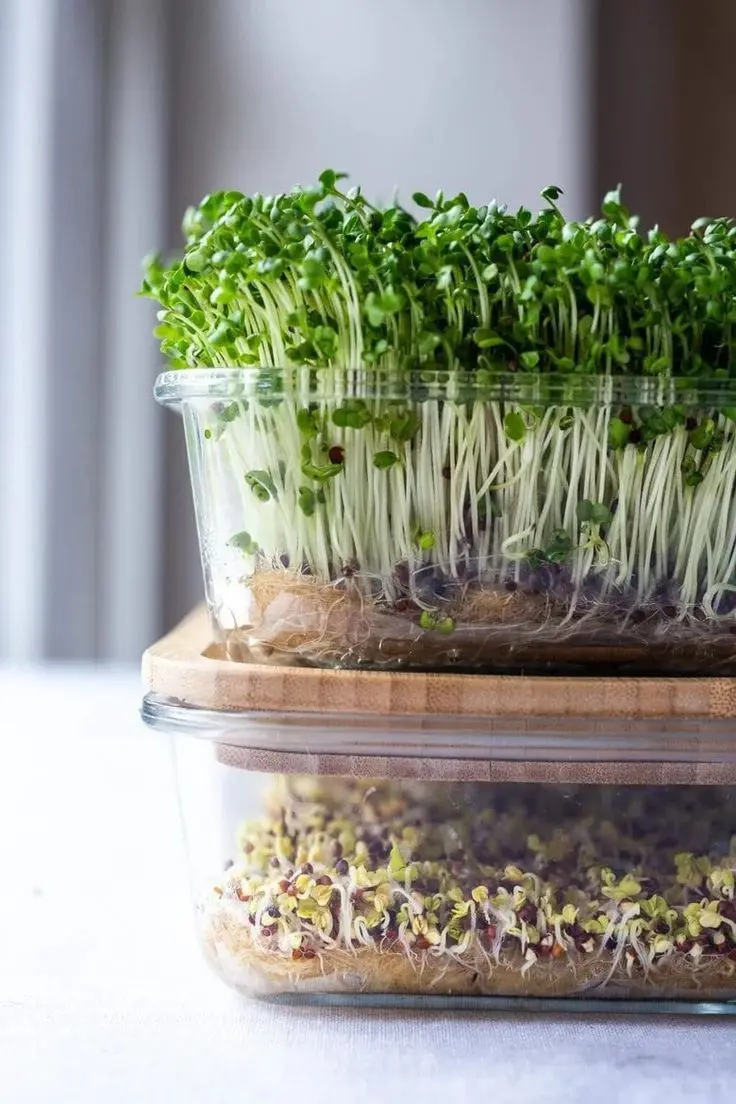 Microgreens