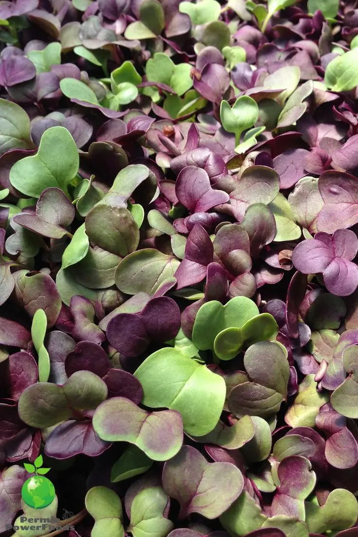 Microgreens